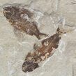 Cretaceous Fossil Fish (Ctenothrissa & Nematonotus) - Lebanon #48531-3